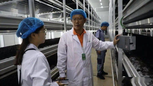 菌香飄千里，科技助搬遷——貴州岑鞏以菌產業年供300崗位，助力易地搬遷群眾城市扎根